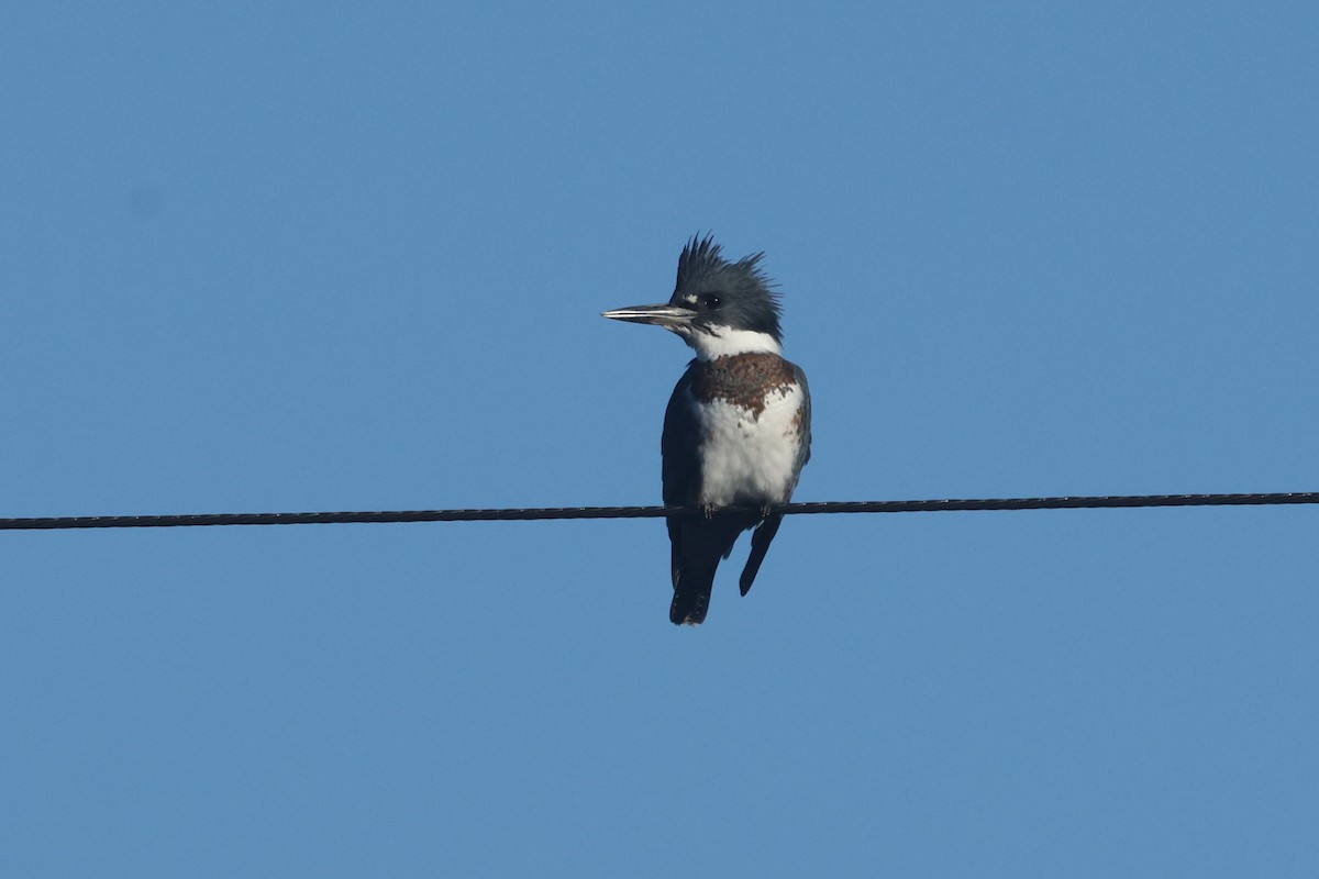 Martín Gigante Norteamericano - ML646888585