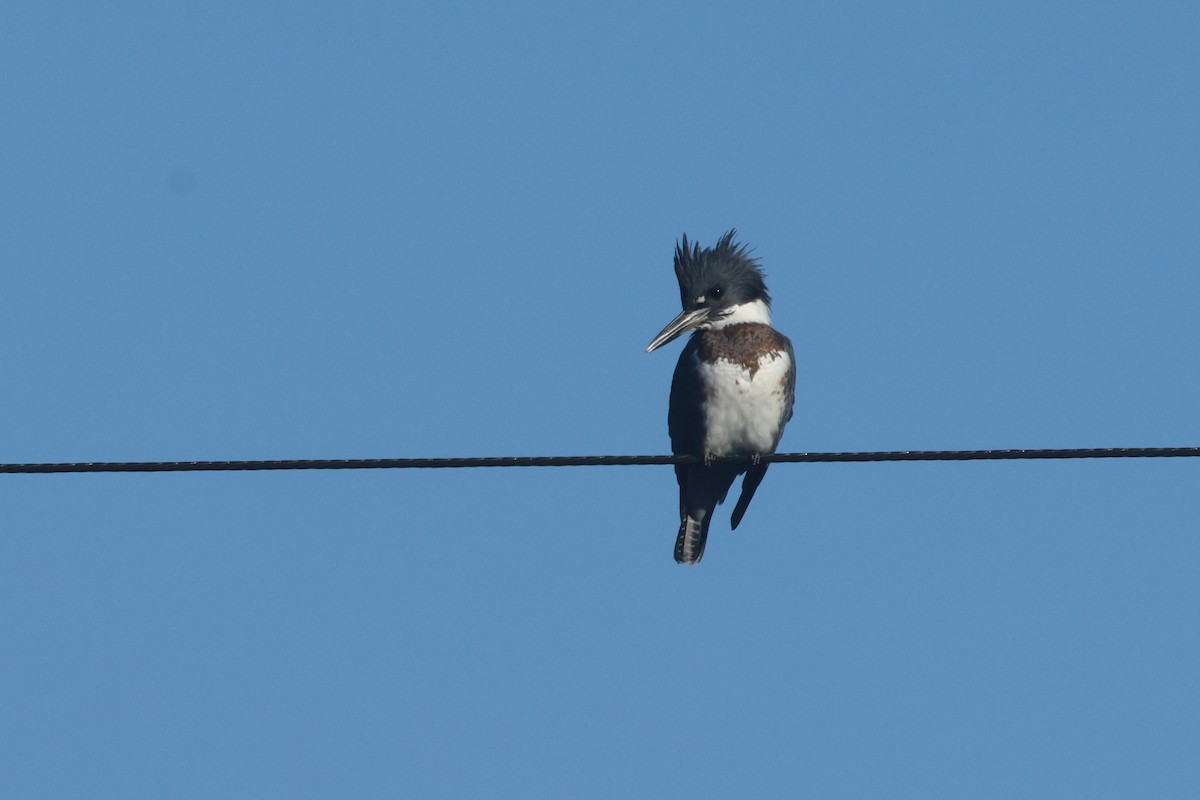 Martín Gigante Norteamericano - ML646888586