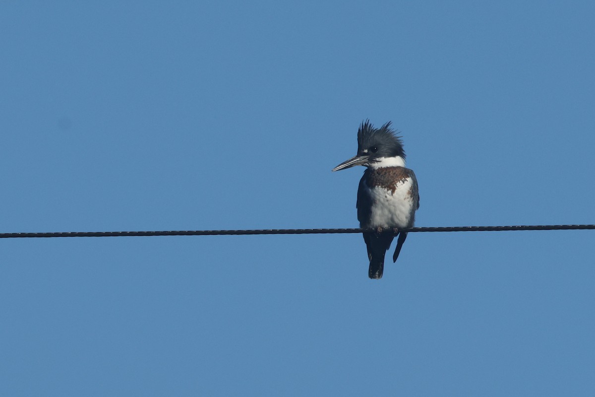 Martín Gigante Norteamericano - ML646888587