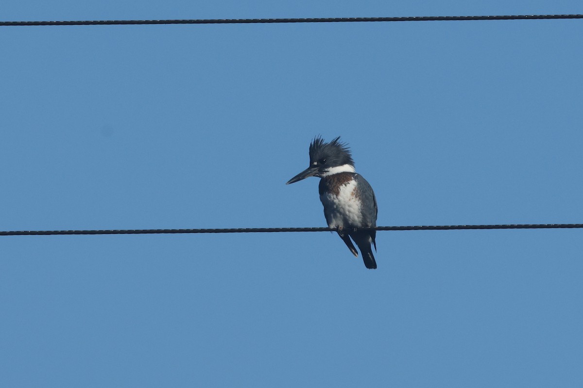 Martín Gigante Norteamericano - ML646888588