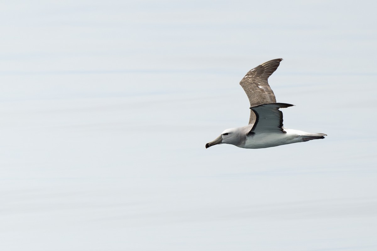 Albatros de Salvin - ML646888591