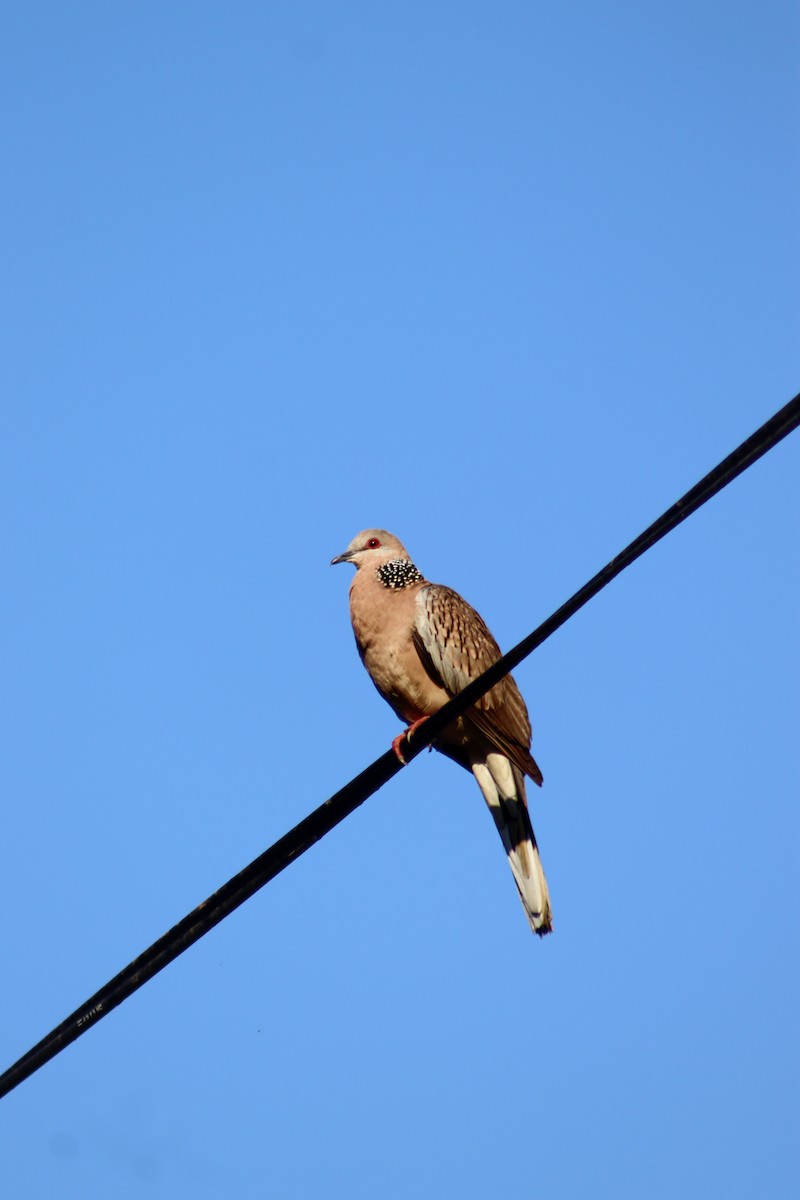 Tórtola Moteada - ML646888593