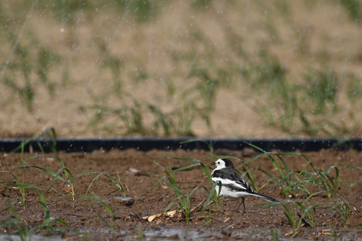 Lavandera Blanca (del Amur) - ML646888595