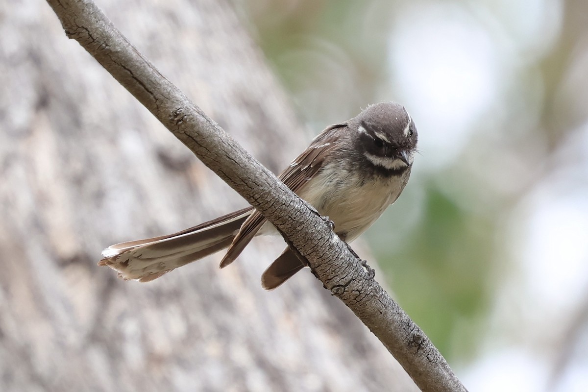 Abanico Gris - ML646888597