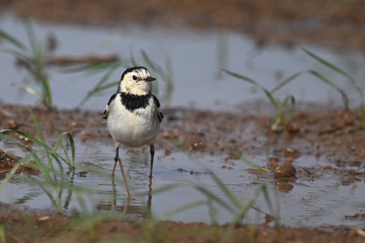 White Wagtail (Chinese) - ML646888600