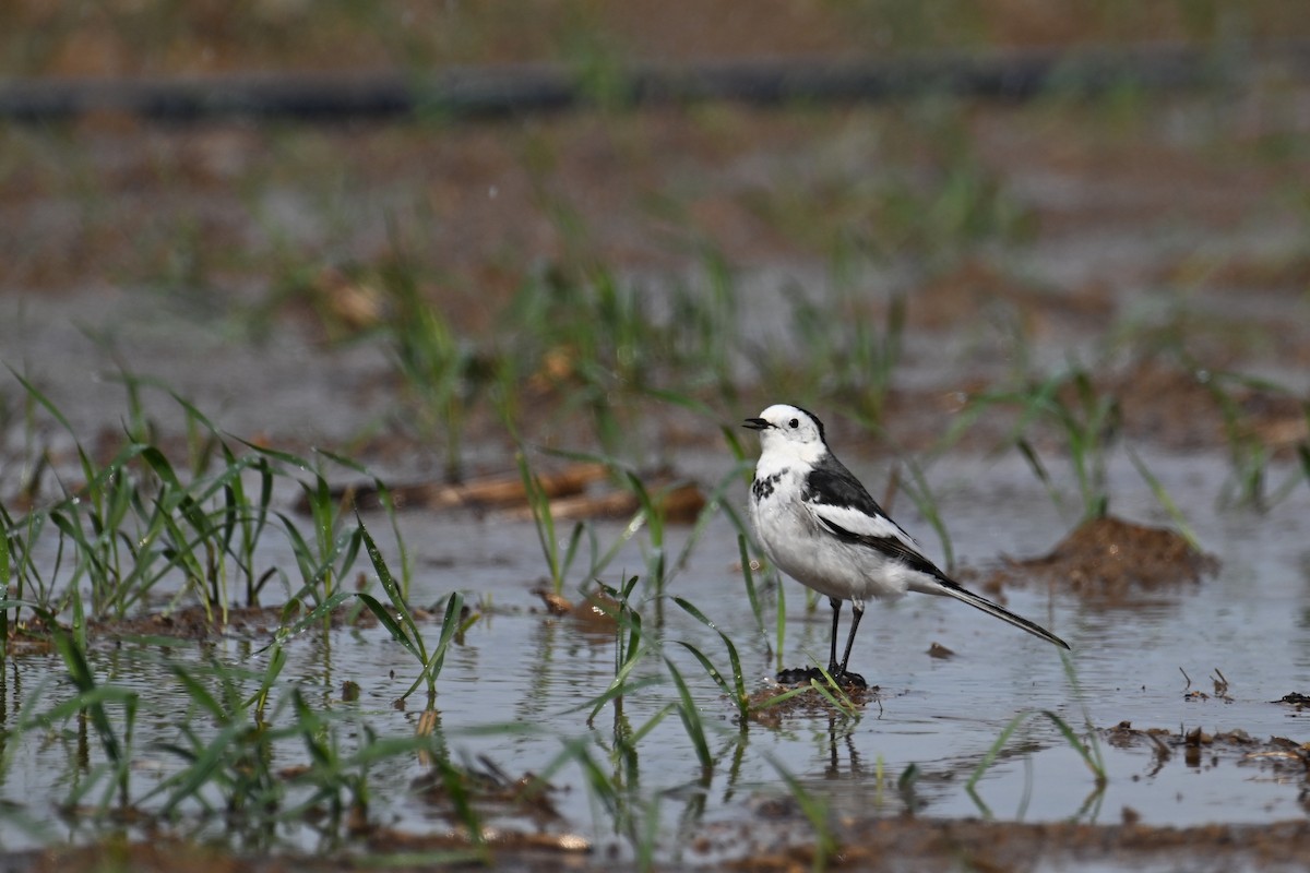 White Wagtail (Chinese) - ML646888601