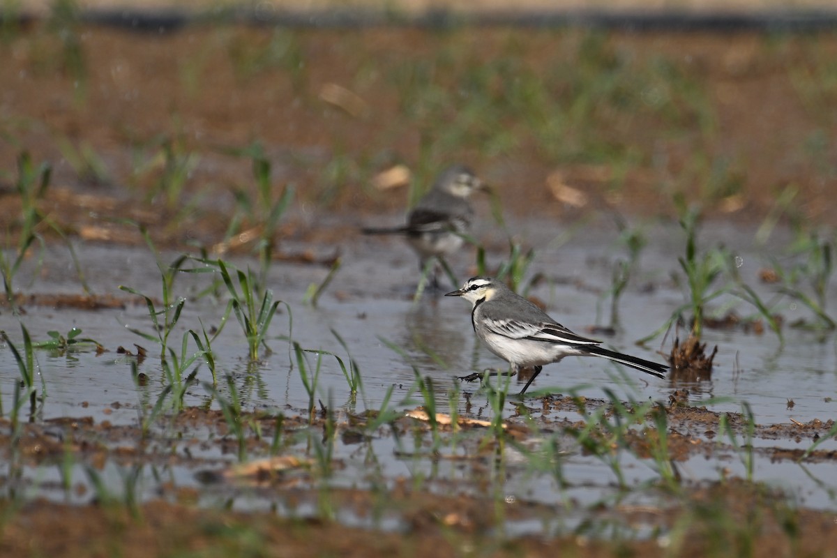 White Wagtail (ocularis) - ML646888602