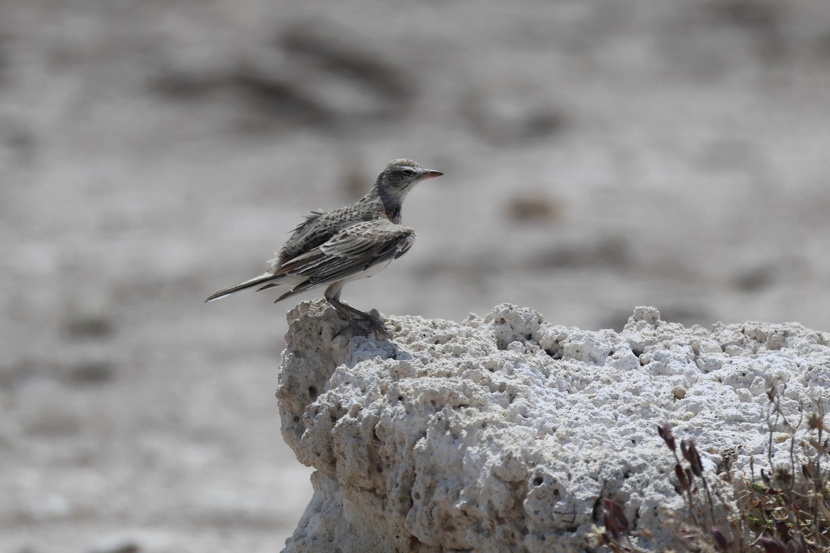 Alondra de Stark - ML646888605