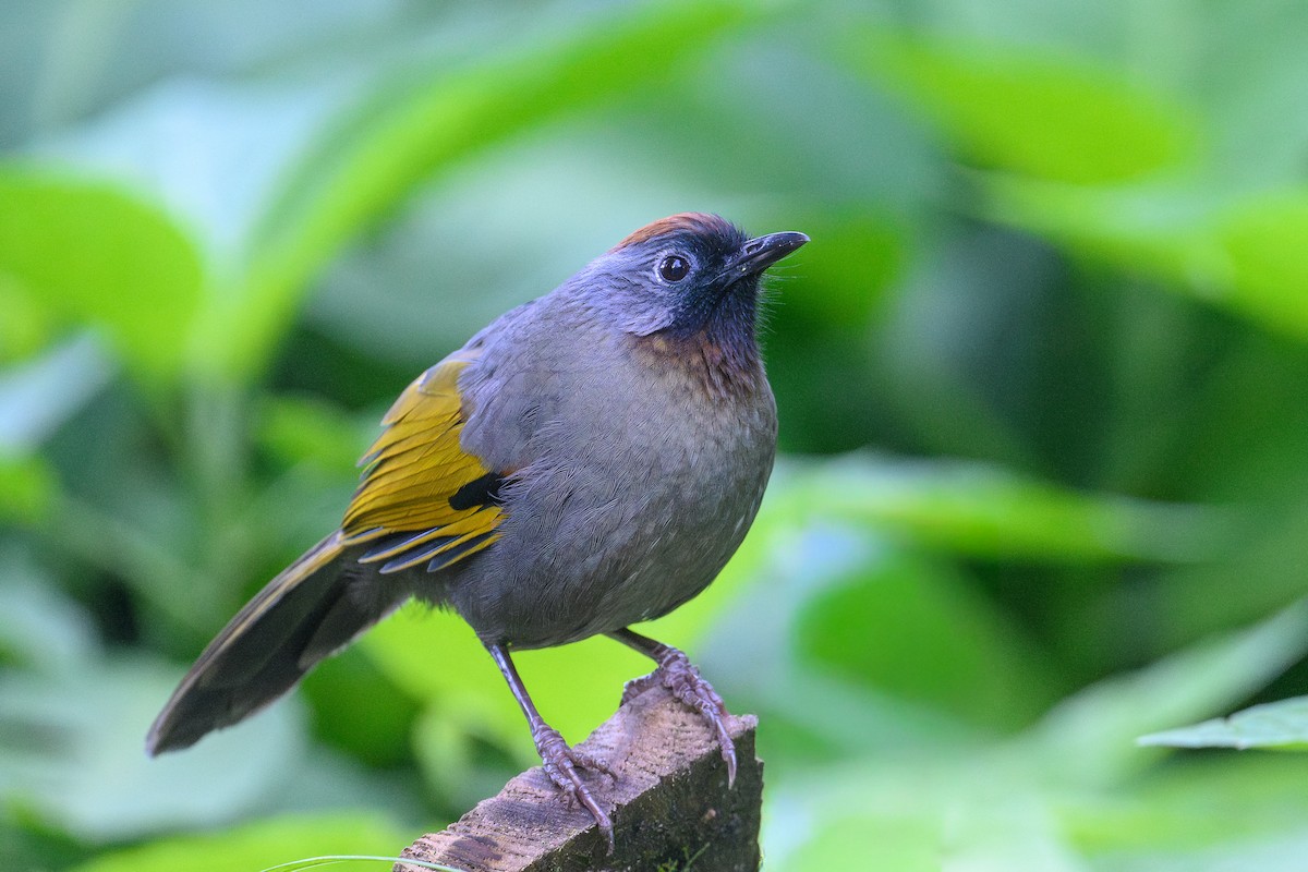 Charlatán Orejiplateado - ML646888608