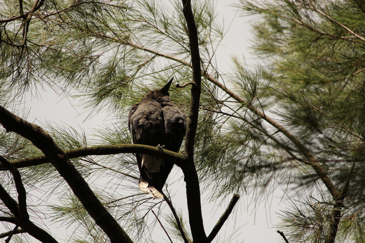 Verdugo Flautista - ML646888609