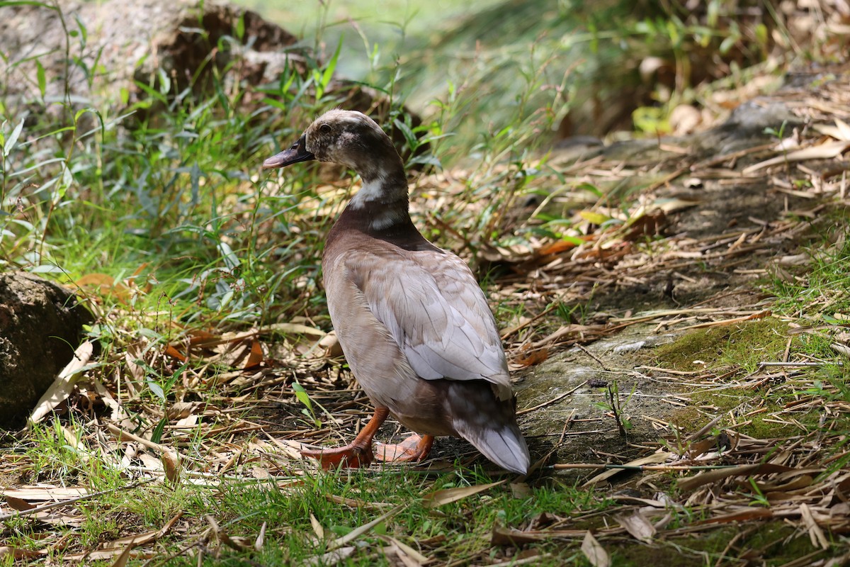 Mallard (Domestic type) - ML646888610