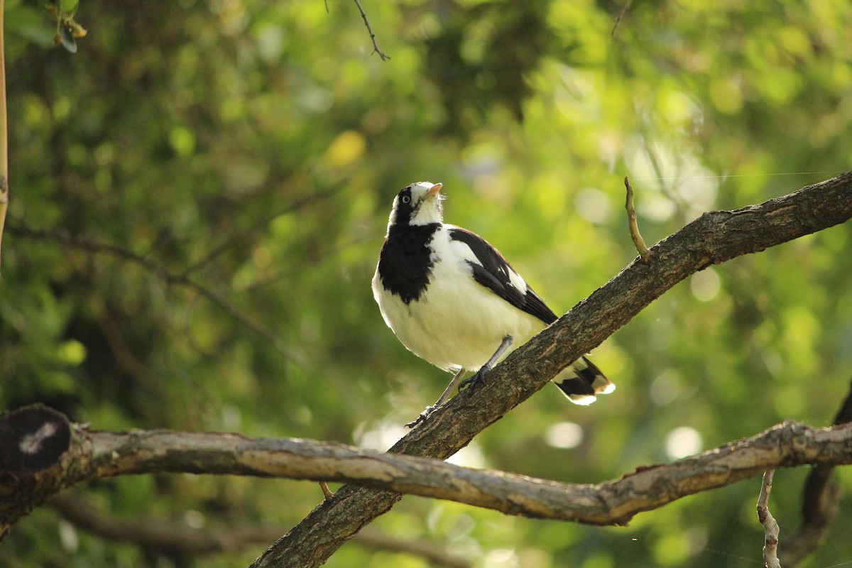 Grallina Australiana - ML646888612