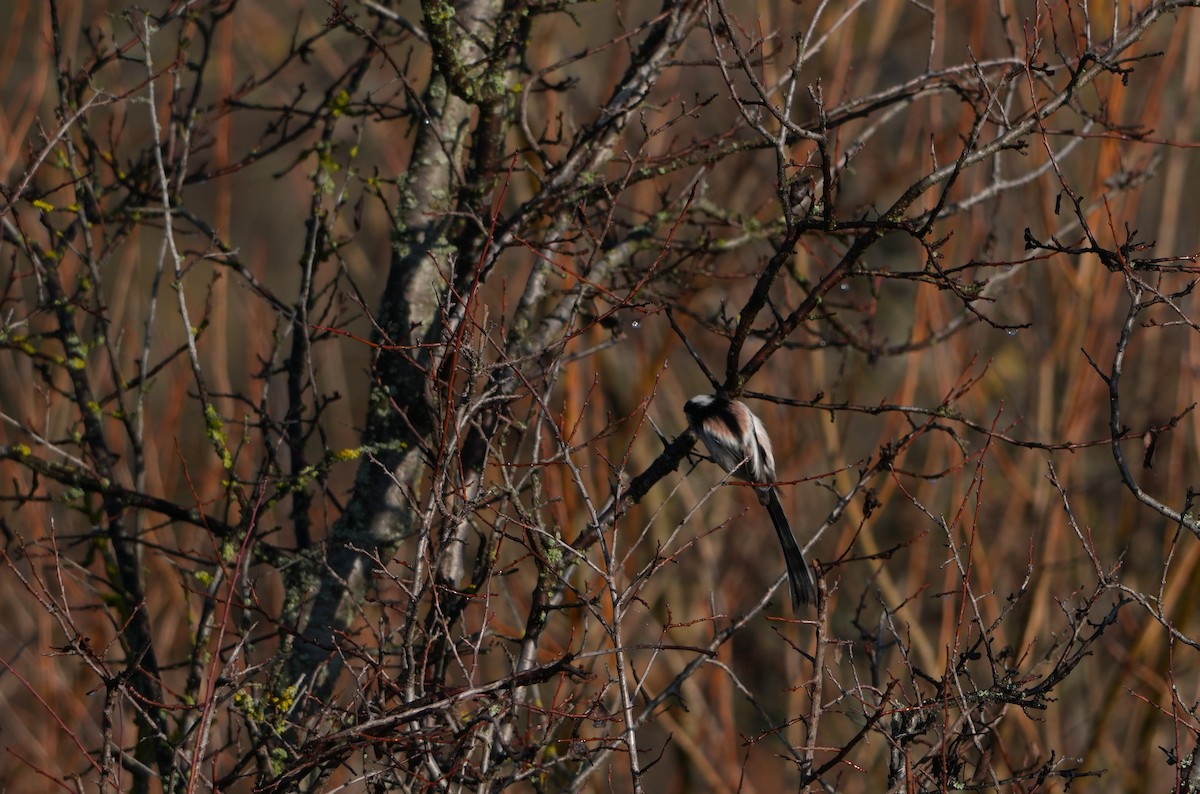 Mito Común - ML646888613