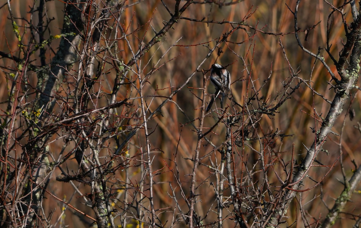 Mito Común - ML646888614