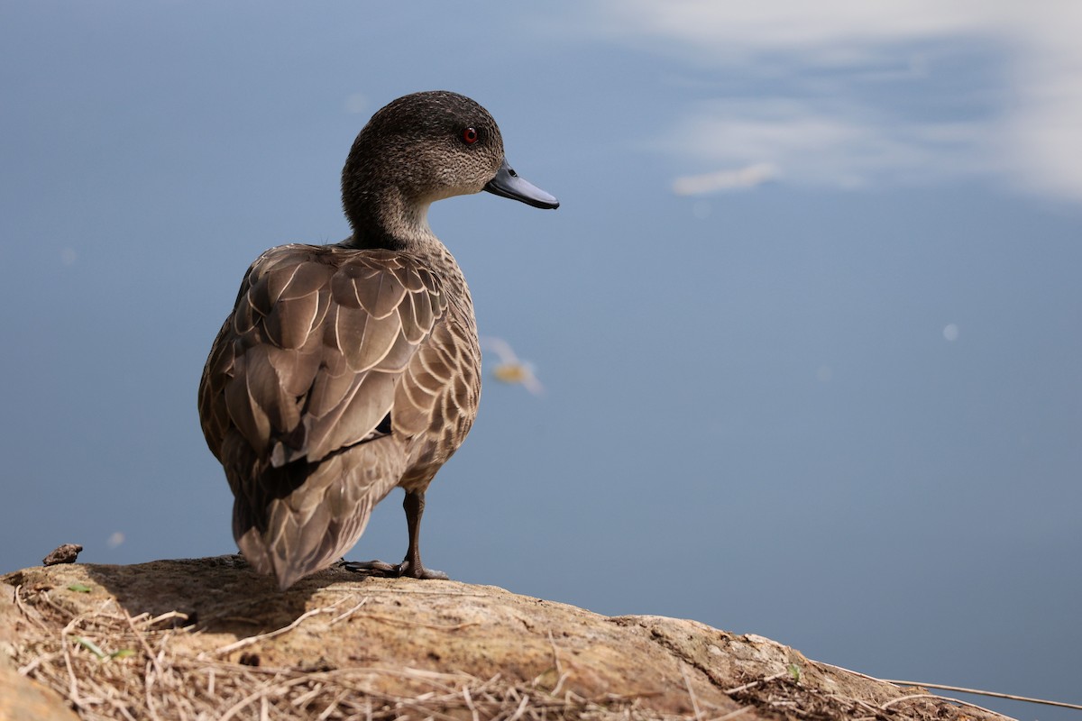 Chestnut Teal - ML646888615