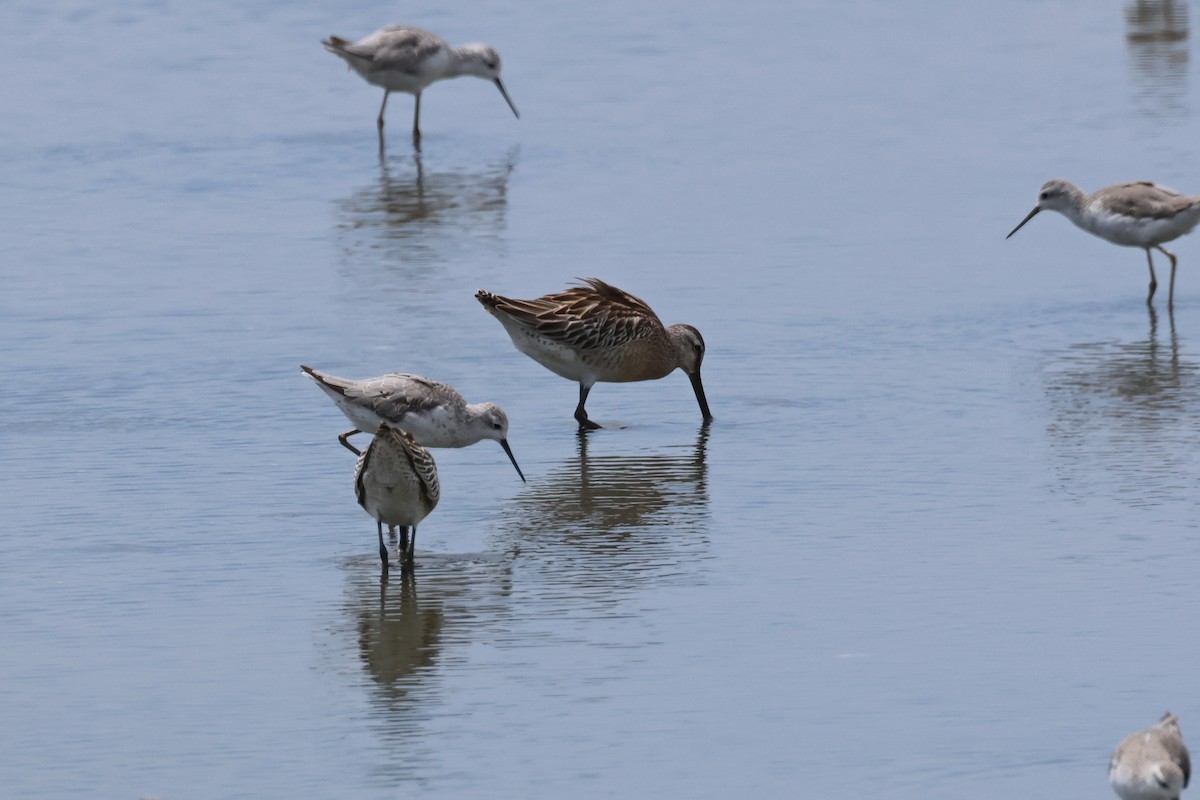 Agujeta Asiática - ML646888616