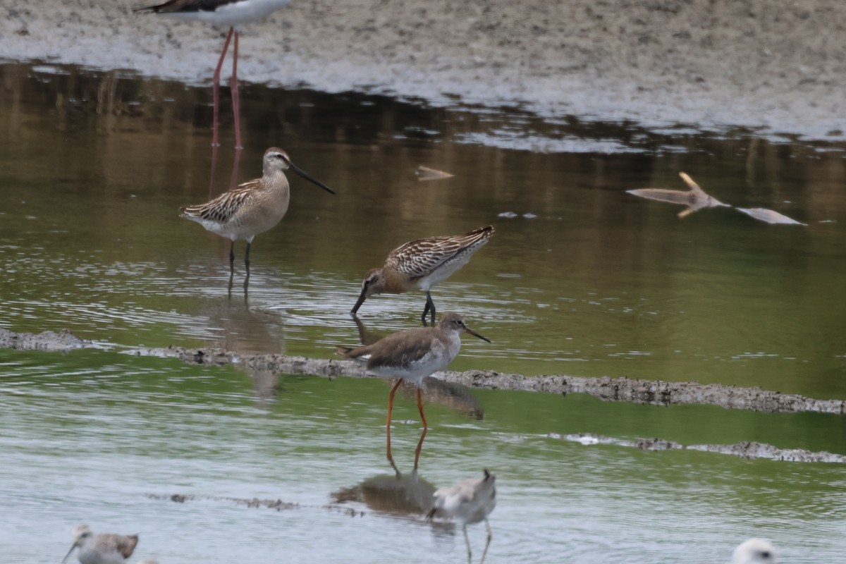 Agujeta Asiática - ML646888617