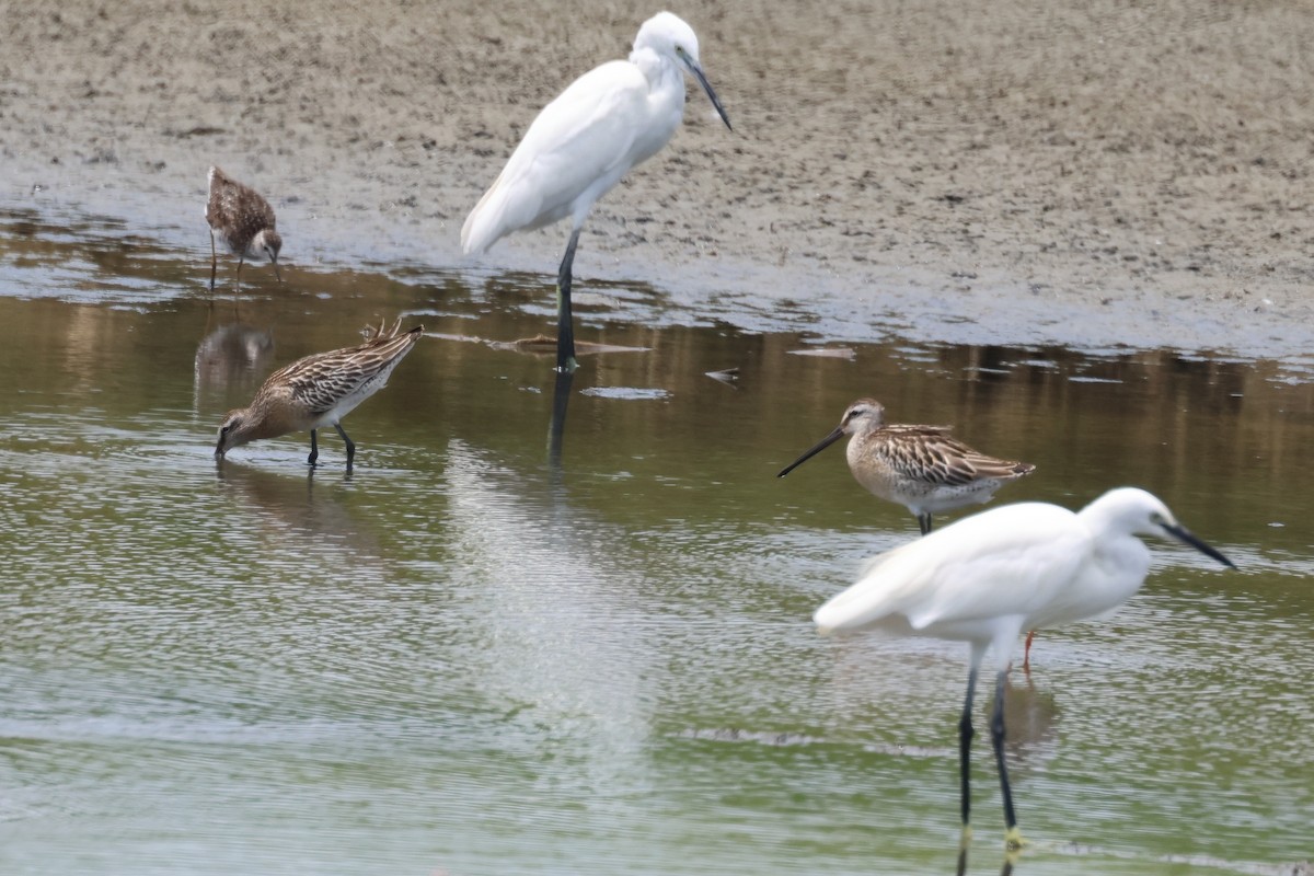 Agujeta Asiática - ML646888618