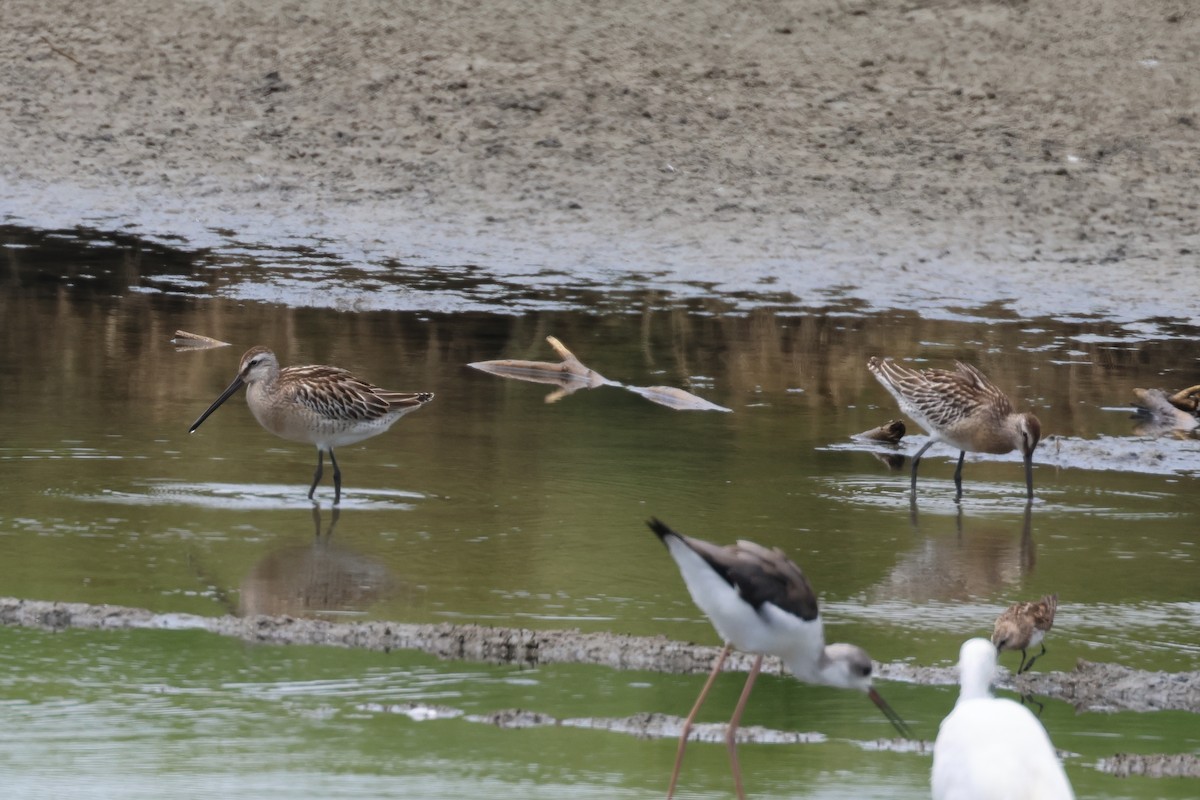 Agujeta Asiática - ML646888619