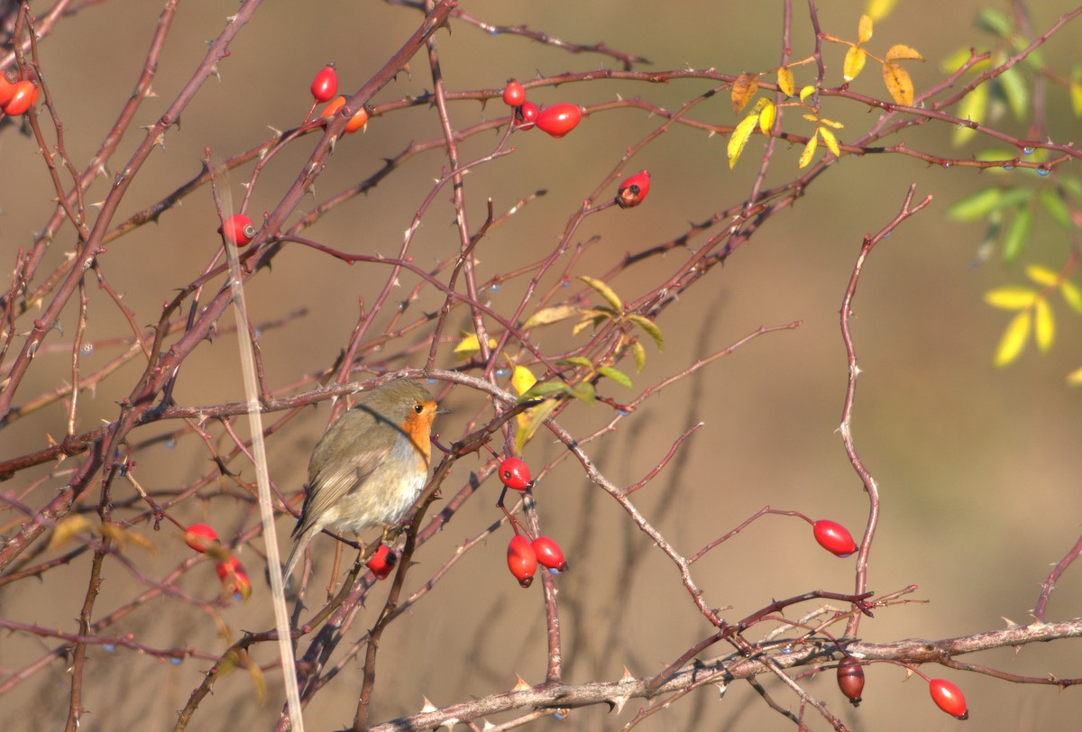 Petirrojo Europeo - ML646888620
