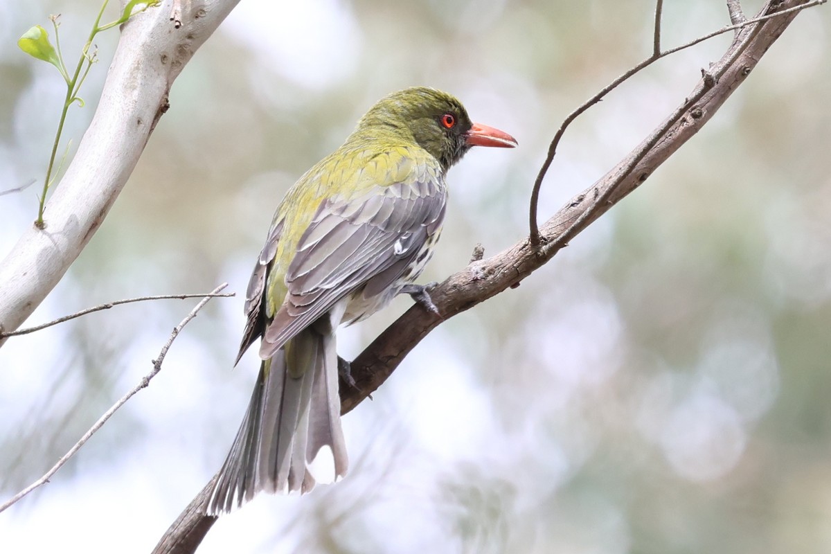 Oropéndola Estriada - ML646888621