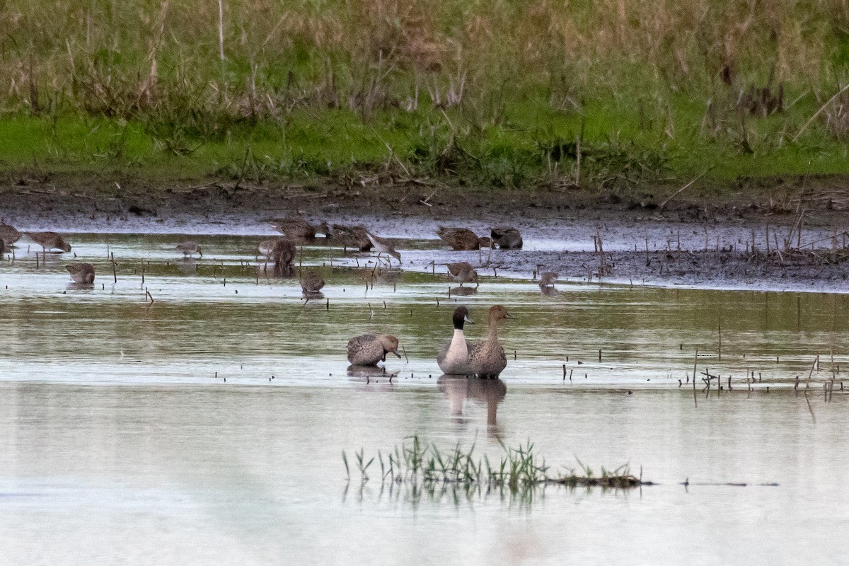 Canard pilet - ML646888623