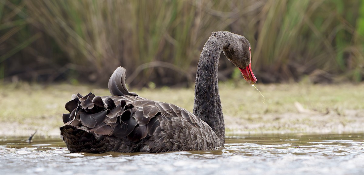 Kara Kuğu - ML646888624