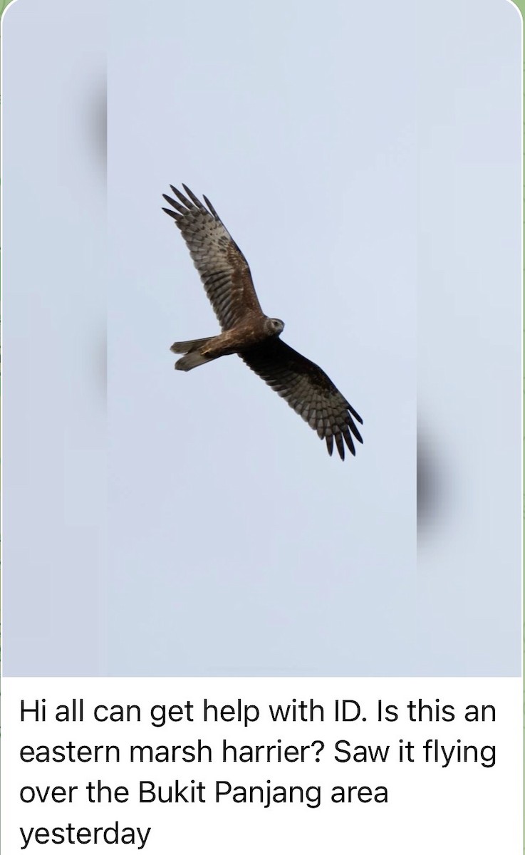 Pied Harrier - ML646888627