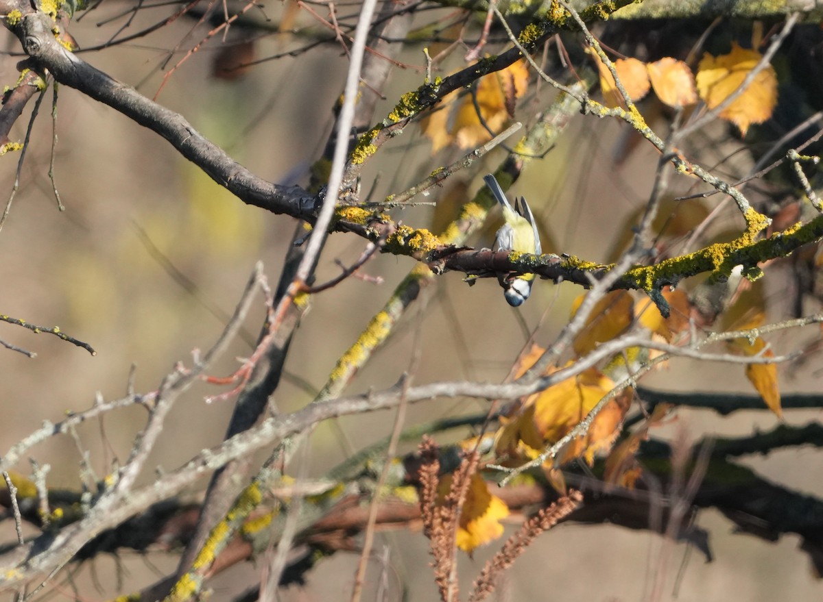 Eurasian Blue Tit - ML646888628