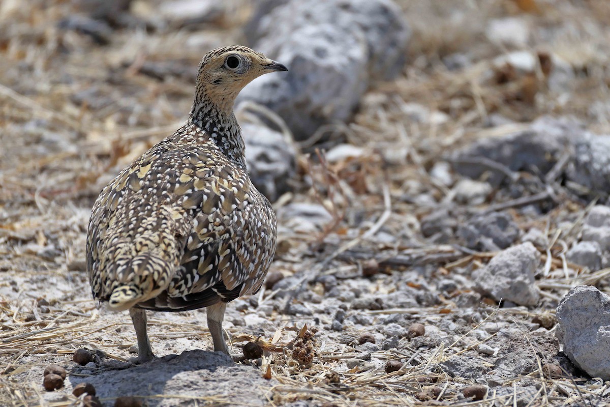 Рябок Берчелла - ML646888633