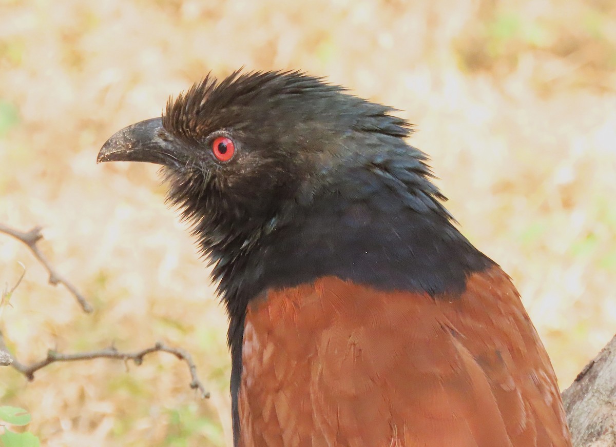 Greater Coucal - ML646888636