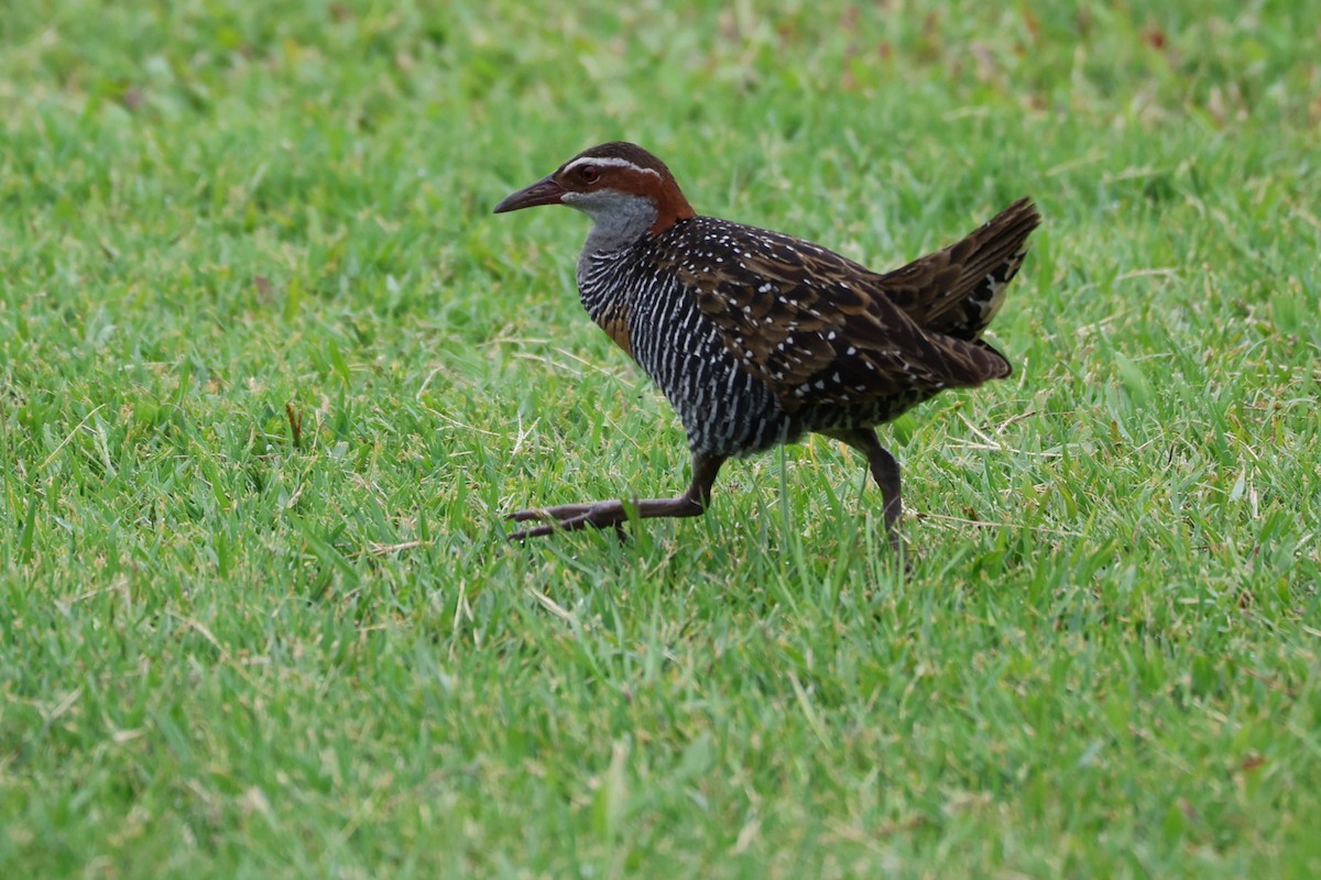 Buff-banded Rail - ML646888637