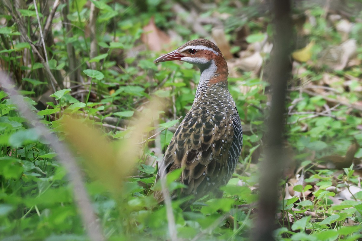 Buff-banded Rail - ML646888638