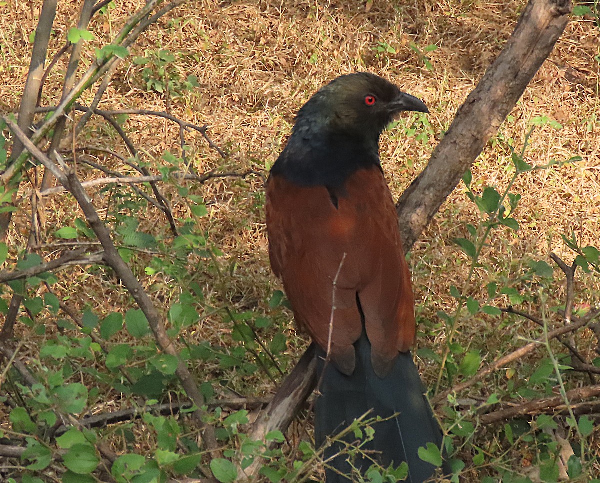 Greater Coucal - ML646888639