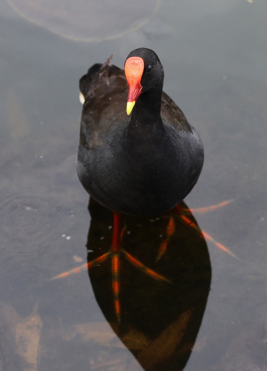 Dusky Moorhen - ML646888641