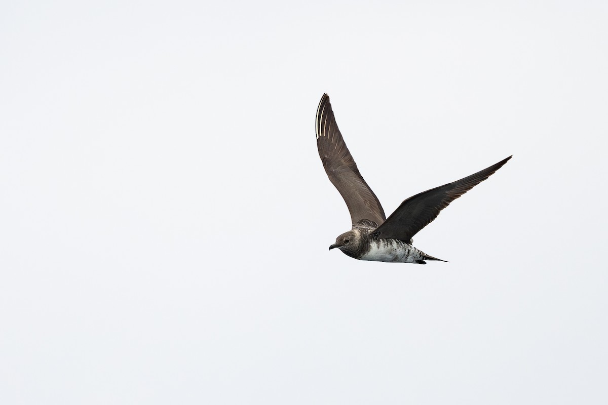 Long-tailed Jaeger - ML646888643