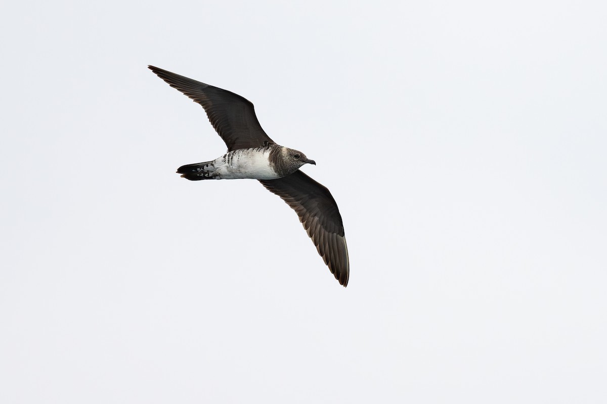 Long-tailed Jaeger - ML646888644