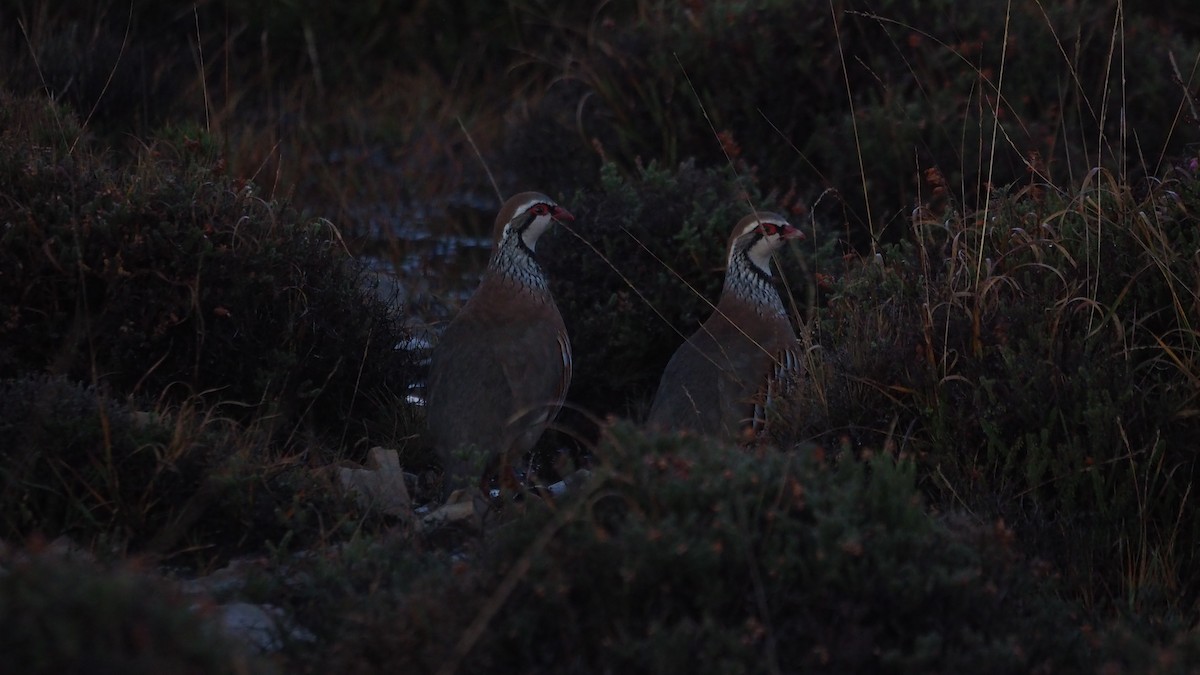 Red-legged Partridge - ML646888666