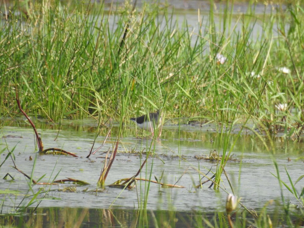 Waldwasserläufer - ML646888669