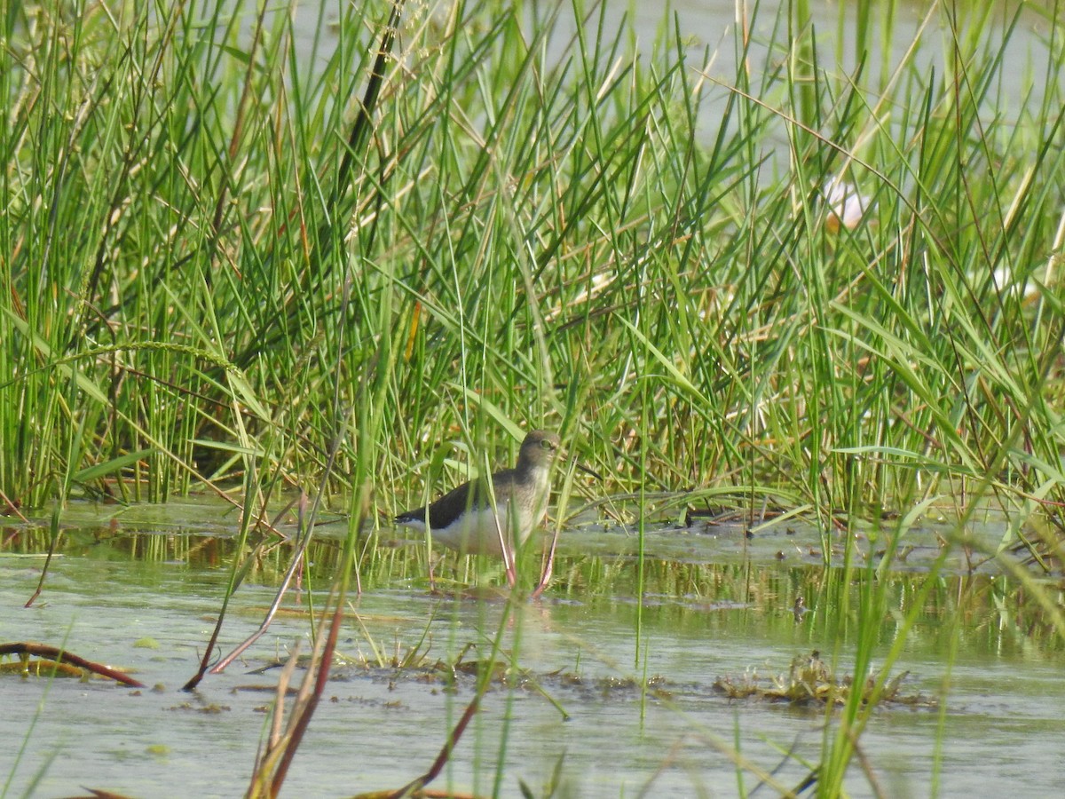 Waldwasserläufer - ML646888670