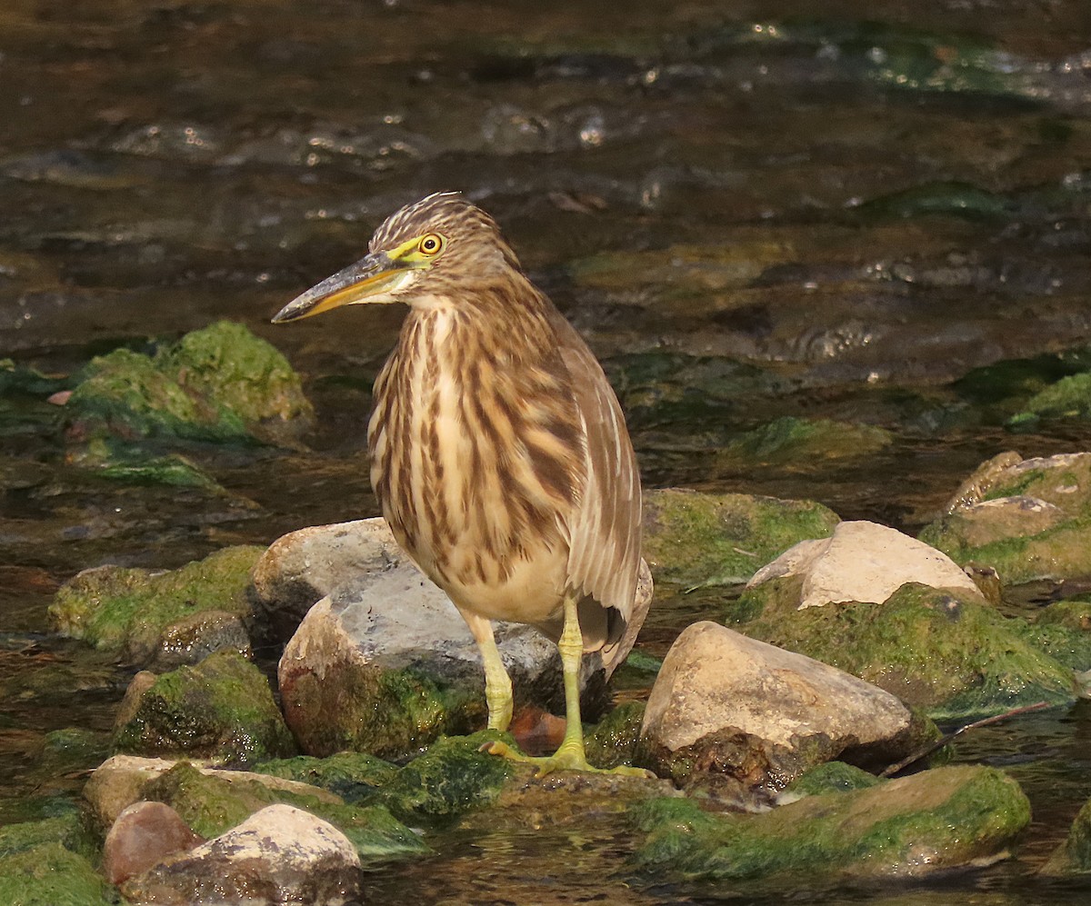 Индийская прудовая цапля - ML646888671