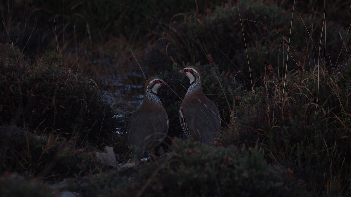 Red-legged Partridge - ML646888672