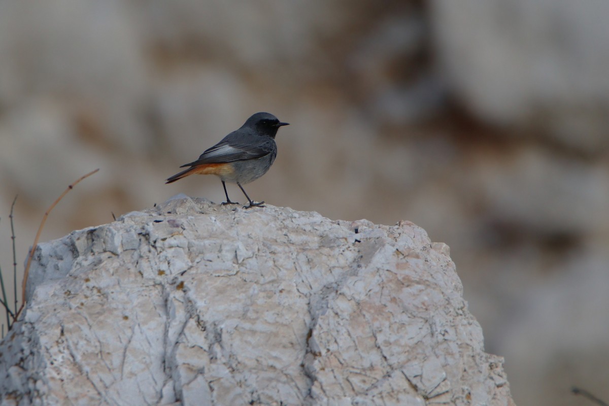 Черная горихвостка - ML646888673