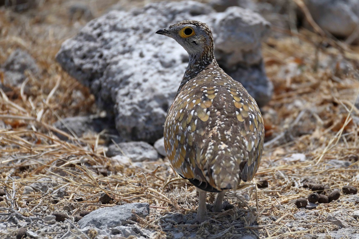 Рябок Берчелла - ML646888678