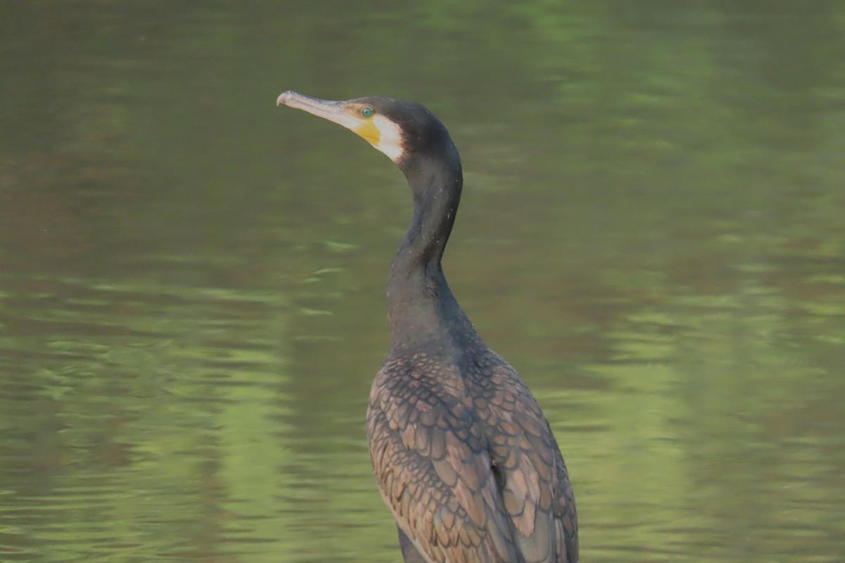 kormorán velký - ML646888689