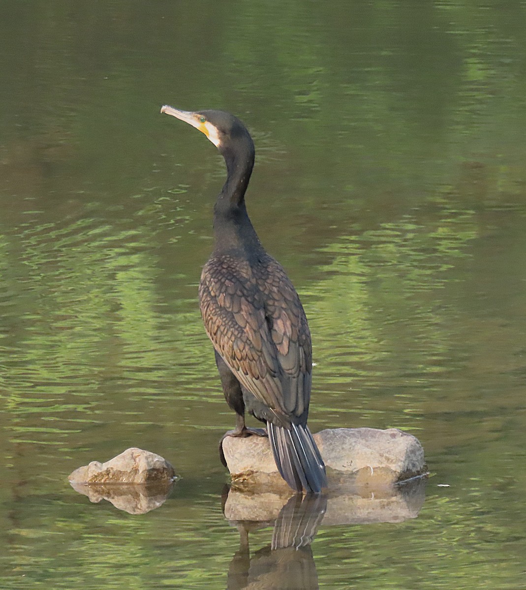 kormorán velký - ML646888691