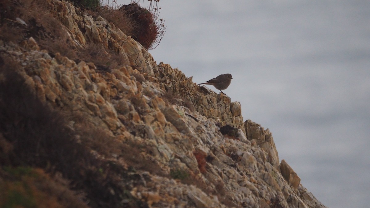 Black Redstart - ML646888692