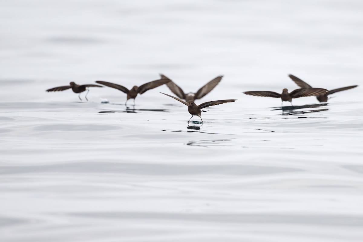 Elliot's Storm-Petrel - ML646888696