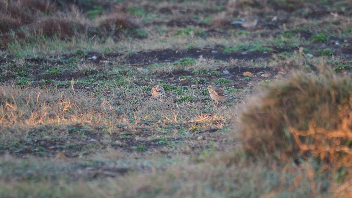 Eurasian Linnet - ML646888703