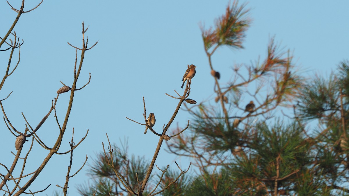 Common Chaffinch - ML646888704